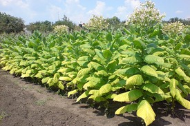 Выращивания табака