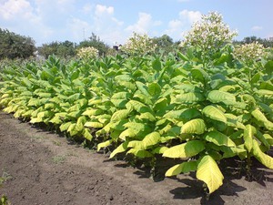 Выращивания табака