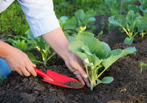 Как высадить рассаду капусты