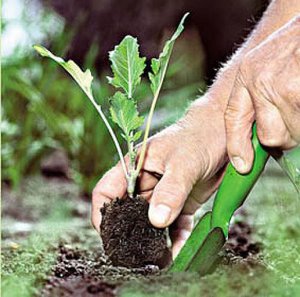 Как вырастит рассаду капусты