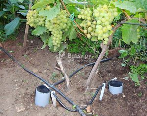 Как часто надо поливать виноград