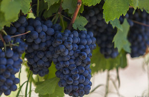 Сорта винограда для изготовления вина