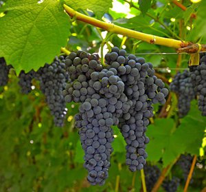 Винные сорта виноградов