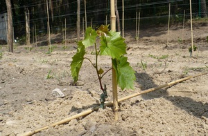 Описание способа посадки  вегетирующих саженцев винограда