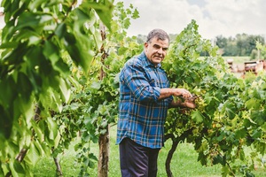 Общие рекомендации специалистов для посадки винограда