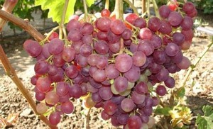 Минусы винограда Ливия