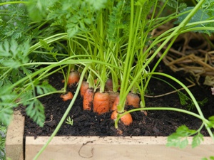 Грядки с морковью