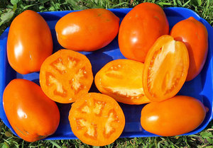 Золотой Кенигсберг сорт среднеспелых томатов