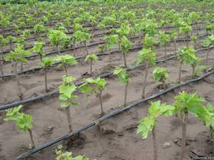 Как выращивать амурский виноград
