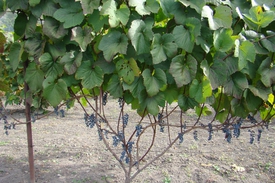 Как растет амурский виноград