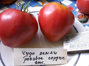 Особенности томатов коллекционного сорта Чудо земли