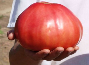 Плоды томатов Чудо земли достигают веса в 1 кг