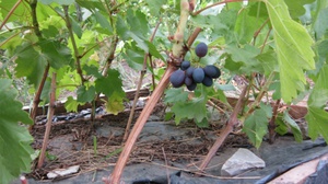 Посадка черенков винограда