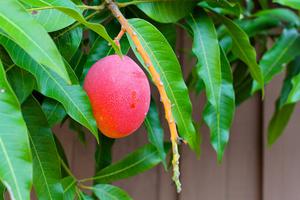 Как посадить манго косточкой