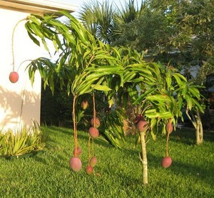 Выращивание манго