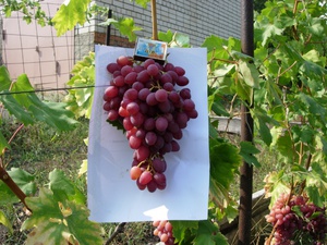 Правильное формирование виноградного куста