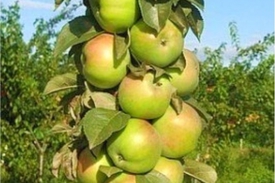 Яблоки Малюха – зимний сорт яблок