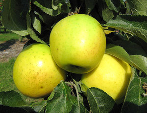 Выращивание дерева яблони Колоновидной Малюха в Подмосковье