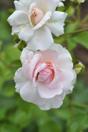 Роза морщинистая альба