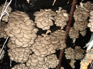 Интенсивное выращивание грибов