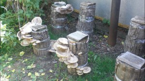 Экстенсивное выращивание грибов