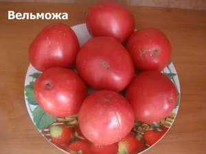 Простой в уходе сорт томатов Вельможа