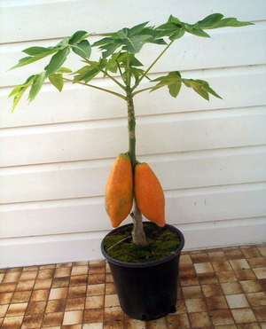 Как вырастить папайю
