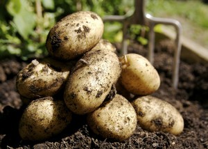 Как правильно посадить  картофель