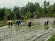 Особенности выращивания риса