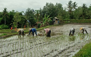 Характеристики выращивания риса