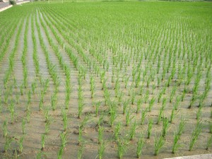 Необходимые условия для произрастания риса