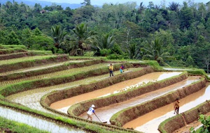 Районы выращивания риса