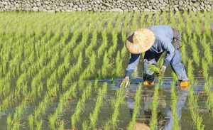 Нюансы технологии выращивания риса