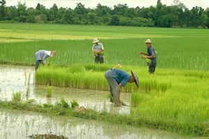 Описание процесса выращивание риса в Китае