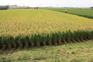 Особенности выращивания риса на Кубани