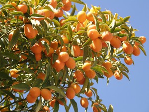 Полезные свойства  противопоказания фрукта Кумкват 