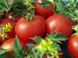 Описание сорта томатов Джина