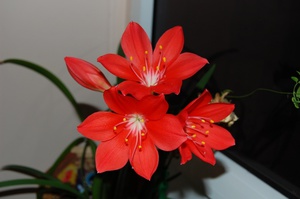 Красный зефирантес в цвету