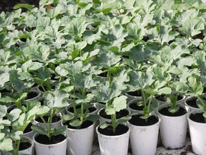 Как вырастить семена арбуза