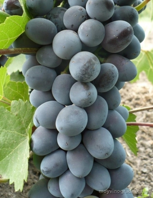 Описание сорта винограда  юлиан