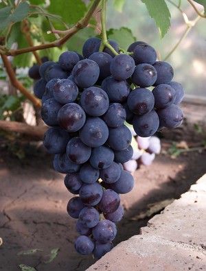 Вредители винограда  сорта юлиан