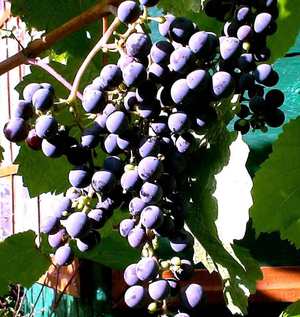 Описание  винограда сорта юлиан