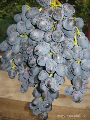Плюсы винограда сорта юлиан