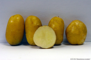 Как посадить картофель розара