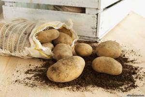 Способы посадки картофеля розара