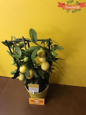 Как посадить лимон в доме