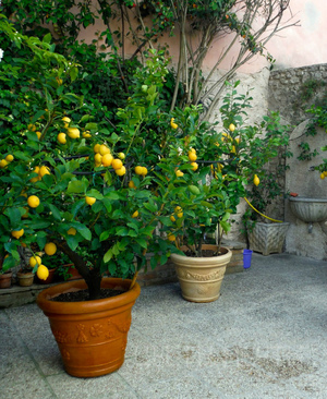 Разновидности сортов лимона