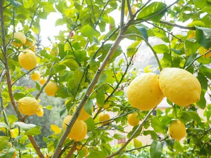 Сорта комнатных лимонов