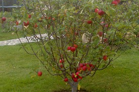 Что посадить под яблоней