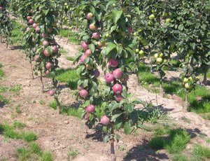 Какие культуры посадить у яблони